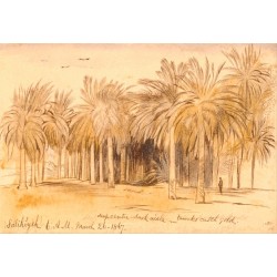 Palmiers dans le désert
