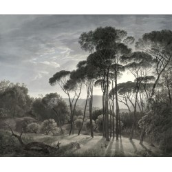 Pins au coucher du soleil