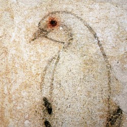 Oiseaux blanc et noir