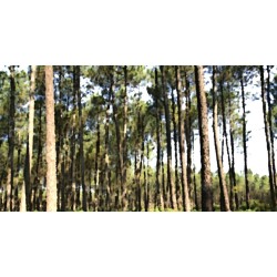 La plus grande forêt...